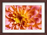 Framed Yellow And Pink Dahlia