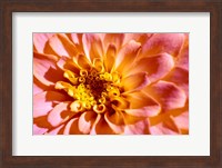 Framed Yellow And Pink Dahlia