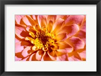 Framed Yellow And Pink Dahlia