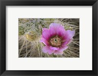 Framed Flowers On Engelmann's Hedgehog Cactus