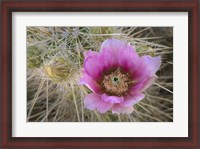 Framed Flowers On Engelmann's Hedgehog Cactus