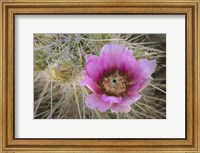 Framed Flowers On Engelmann's Hedgehog Cactus