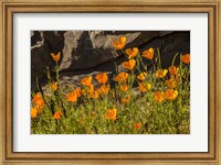 Framed California Poppies In Bloom