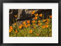 Framed California Poppies In Bloom