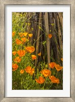Framed Poppies In Bloom