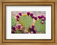 Framed California Prickly Pear Cactus