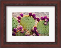 Framed California Prickly Pear Cactus