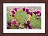 Framed California Prickly Pear Cactus