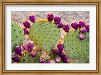 Framed California Prickly Pear Cactus