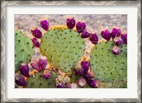 Framed California Prickly Pear Cactus