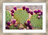 Framed California Prickly Pear Cactus