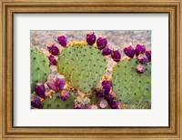 Framed California Prickly Pear Cactus