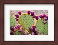 Framed California Prickly Pear Cactus