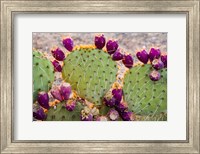 Framed California Prickly Pear Cactus