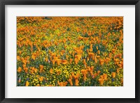 Framed California Poppies And Goldfield