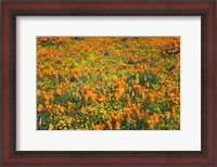 Framed California Poppies And Goldfield