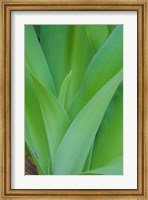 Framed Tropical Foliage Detail 1