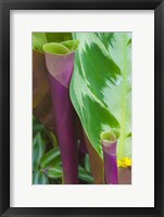 Framed Tropical Foliage Detail 2