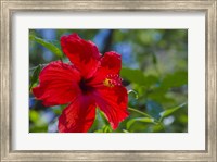 Framed Hibiscus Flower