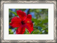 Framed Hibiscus Flower