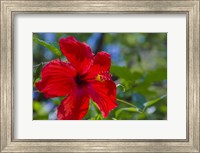 Framed Hibiscus Flower