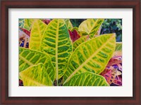 Framed Tropical Foliage Detail 3