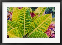 Framed Tropical Foliage Detail 3