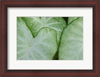 Framed Caladium Leaves