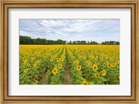 Framed Sunflowers In Field
