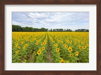 Framed Sunflowers In Field