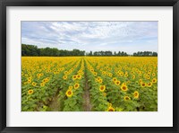 Framed Sunflowers In Field