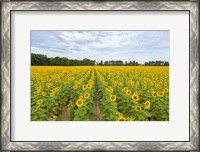 Framed Sunflowers In Field