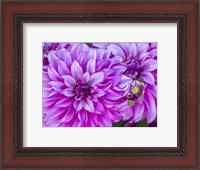 Framed Purple Dahlia