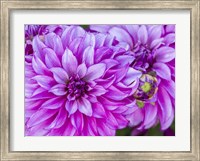 Framed Purple Dahlia