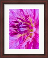 Framed Macro Of A Pink Dahlia