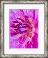 Framed Macro Of A Pink Dahlia