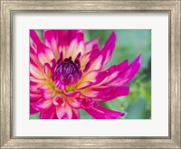 Framed Pink Dahlia