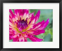 Framed Pink Dahlia