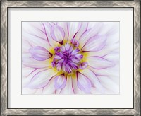 Framed Purple & White Dahlia