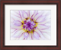 Framed Purple & White Dahlia