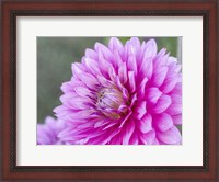Framed Blooming Dahlia