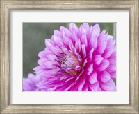 Framed Blooming Dahlia