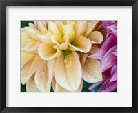 Framed Yellow Dahlia