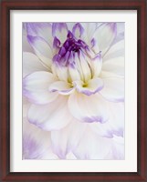 Framed White Dahlia with Purple Edges