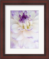Framed White Dahlia with Purple Edges