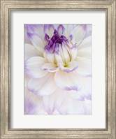 Framed White Dahlia with Purple Edges