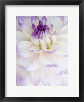 Framed White Dahlia with Purple Edges