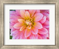 Framed Blushing Dahlia