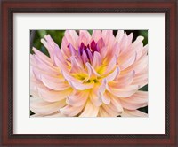 Framed Dreamcatcher Dahlia