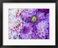 Framed Flower Pattern With Large Group Of Lavender Flowers